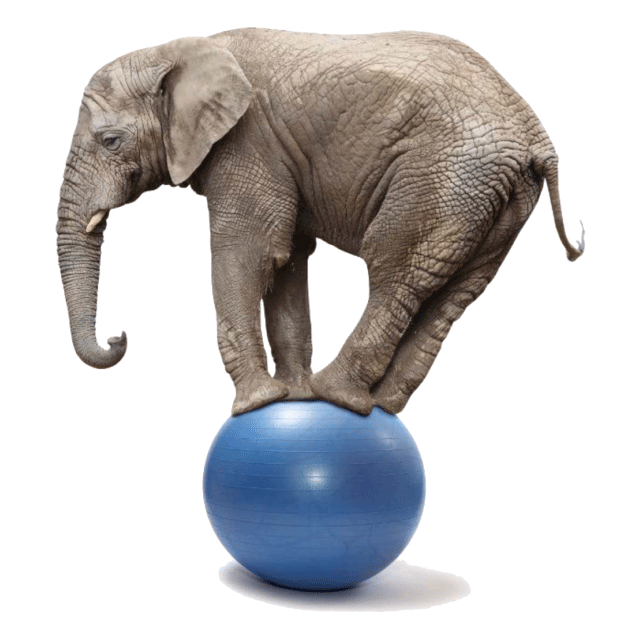 Elephant on a training ball
